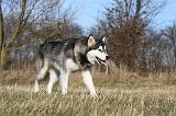 ALASKAN MALAMUTE 902